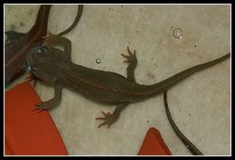 Image of Vietnamese Crocodile Newt