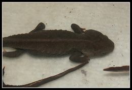 Image of Vietnamese Crocodile Newt