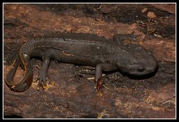 Image of Vietnamese Crocodile Newt