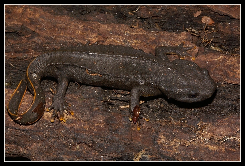 Image of Vietnamese Crocodile Newt