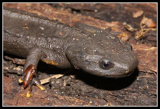 Image of Vietnamese Crocodile Newt