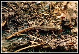 Image of Spectacled Salamander
