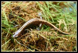 Image of Japanese Clawed Salamander
