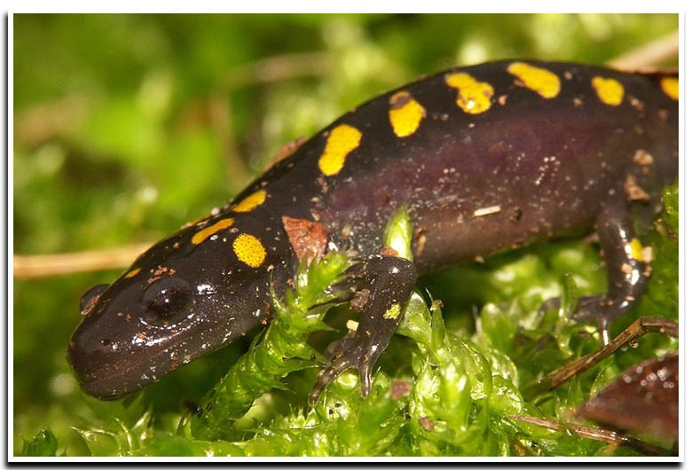 Image of Spotted Salamander