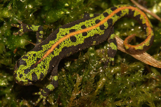 Triturus marmoratus (Latreille 1800) resmi