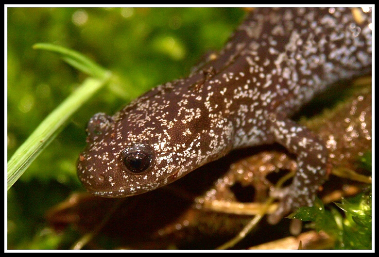 Image de Hynobius lichenatus Boulenger 1883