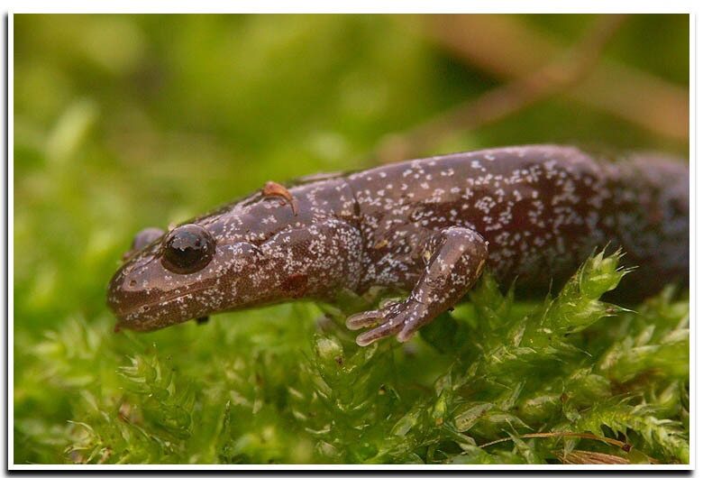 Image de Hynobius lichenatus Boulenger 1883