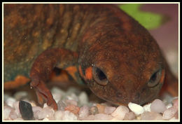 Image of Chuxiong Fire-Bellied Newt