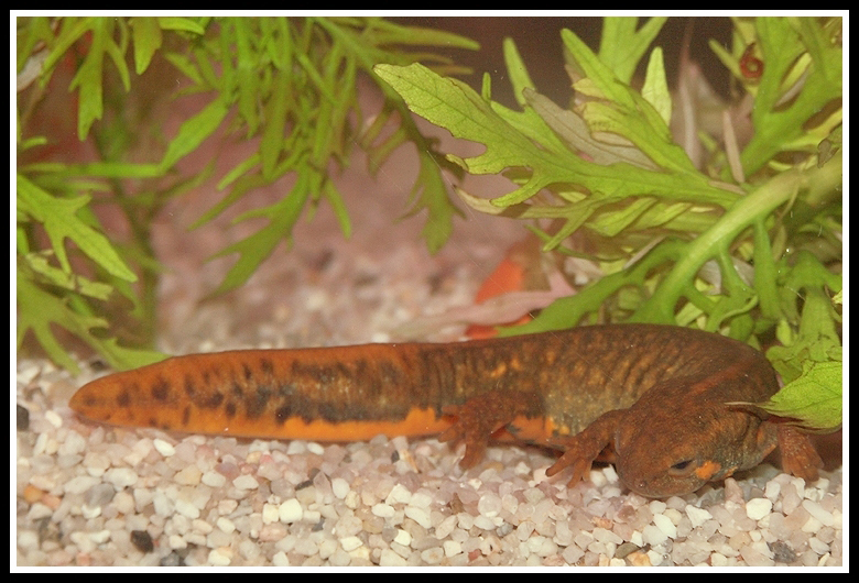 Image of Chuxiong Fire-Bellied Newt