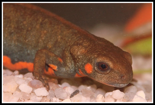 Image of Chuxiong Fire-Bellied Newt