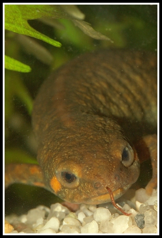 Image of Chuxiong Fire-Bellied Newt