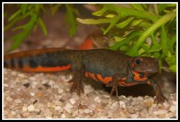 Image of Chuxiong Fire-Bellied Newt