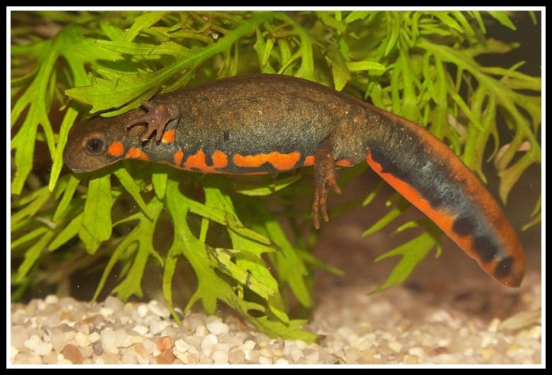 Image of Chuxiong Fire-Bellied Newt