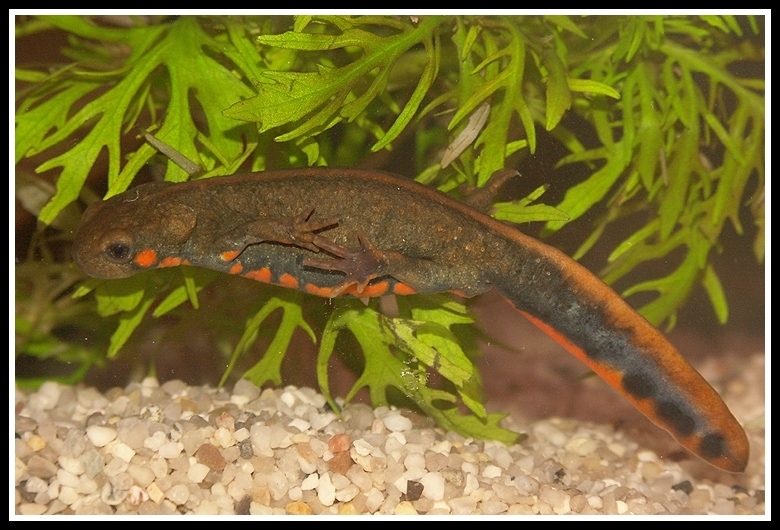 Image of Chuxiong Fire-Bellied Newt