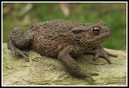 Image of Common Toad