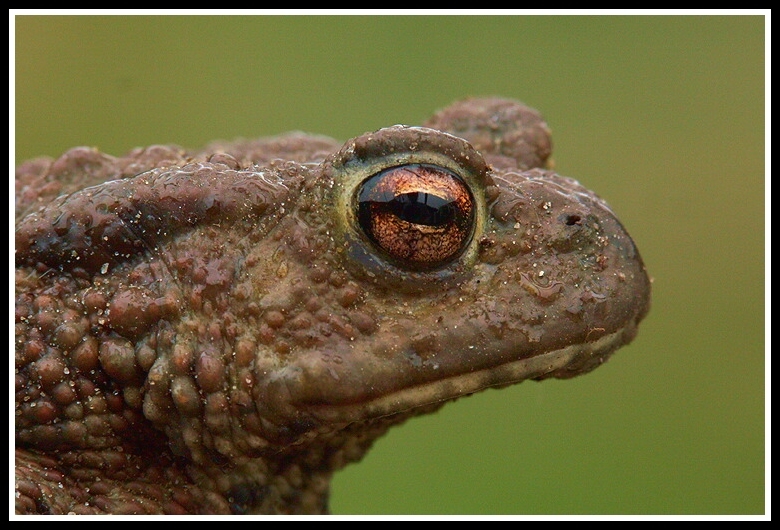 Image of Common Toad