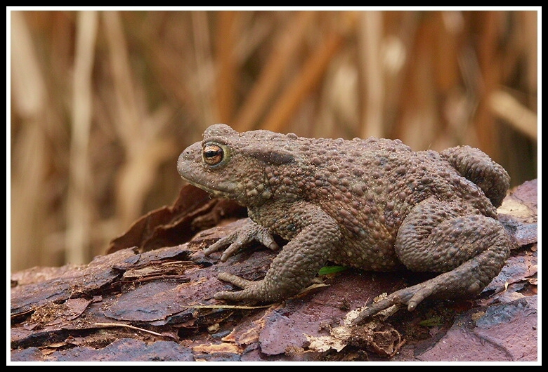 Image of Common Toad