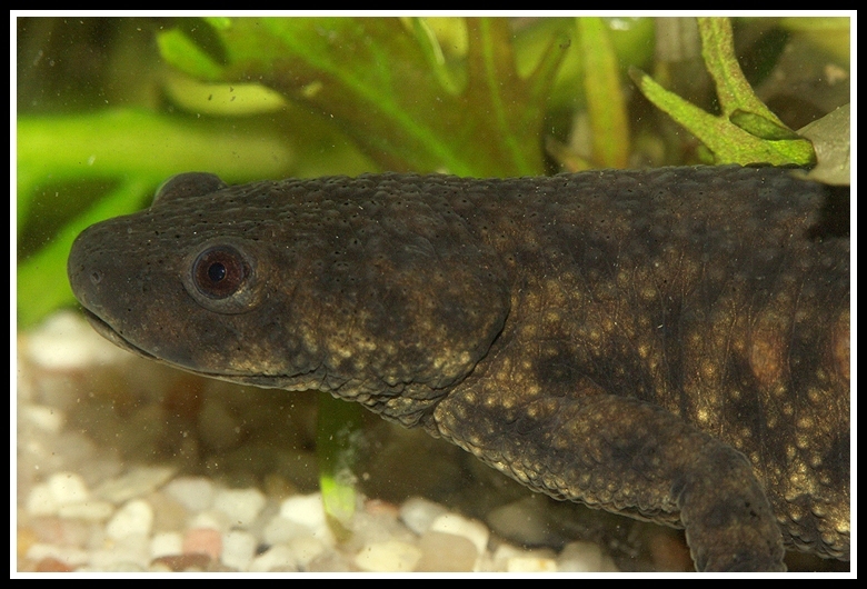 Image of Sharp-ribbed Salamander