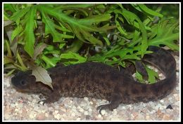 Image of Sharp-ribbed Salamander