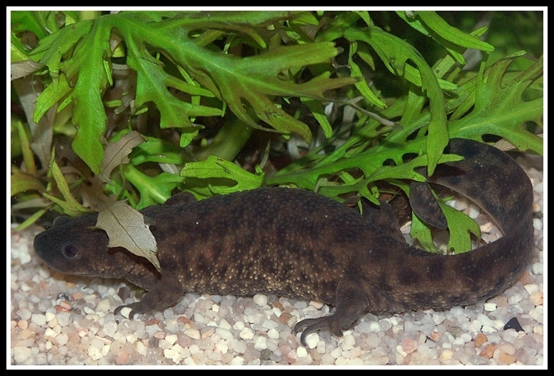 Image of Sharp-ribbed Salamander