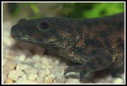 Image of Sharp-ribbed Salamander