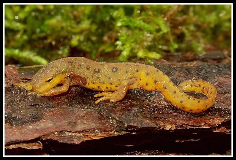 Image of Eastern Newt