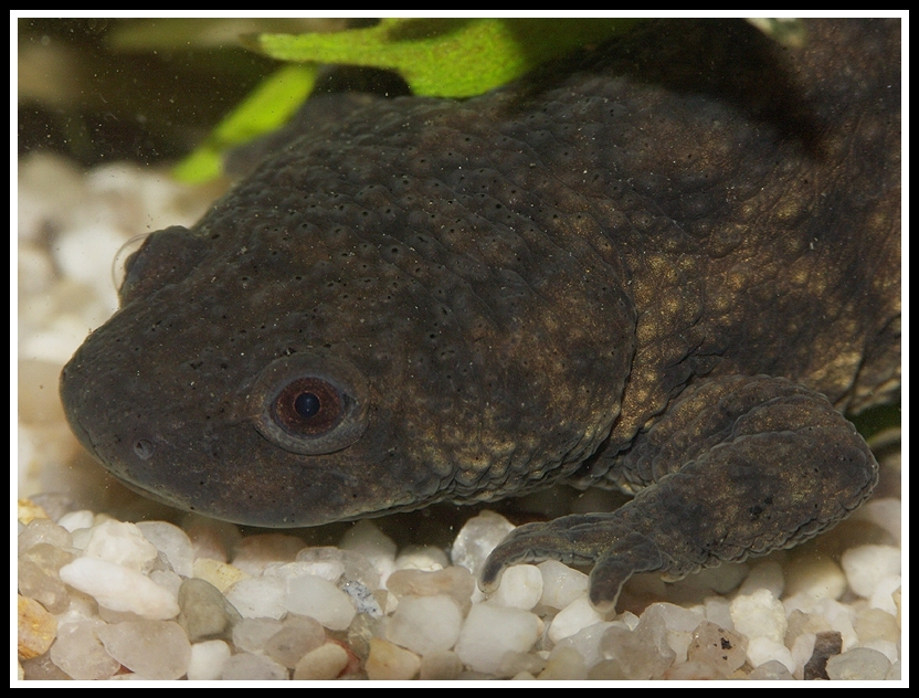 Image of Sharp-ribbed Salamander