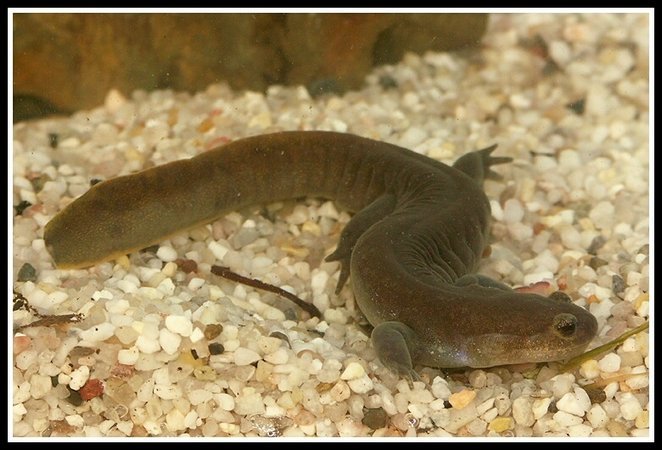 Image of Clouded Salamander