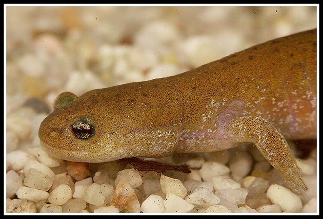 Image of Clouded Salamander