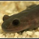 Image of Odaigahara Salamander