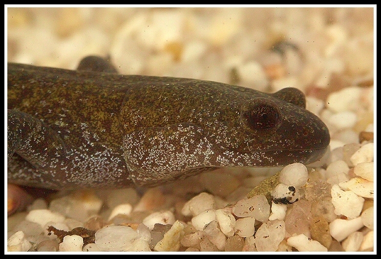 صورة Hynobius nigrescens Stejneger 1907