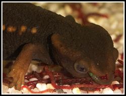 Image of Crocodile Newt