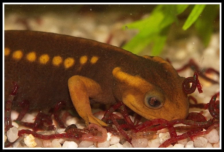 Image of Crocodile Newt