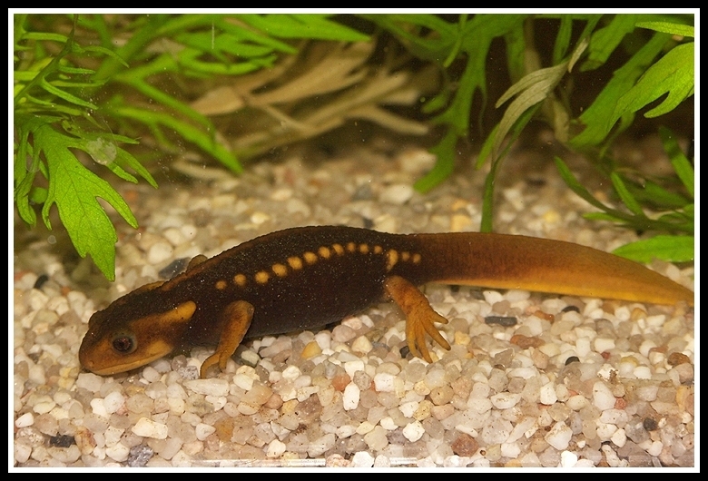 Image of Crocodile Newt