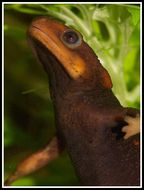 Image of Crocodile Newt