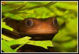 Image of Crocodile Newt