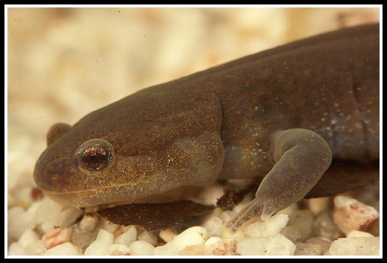 صورة Hynobius nigrescens Stejneger 1907