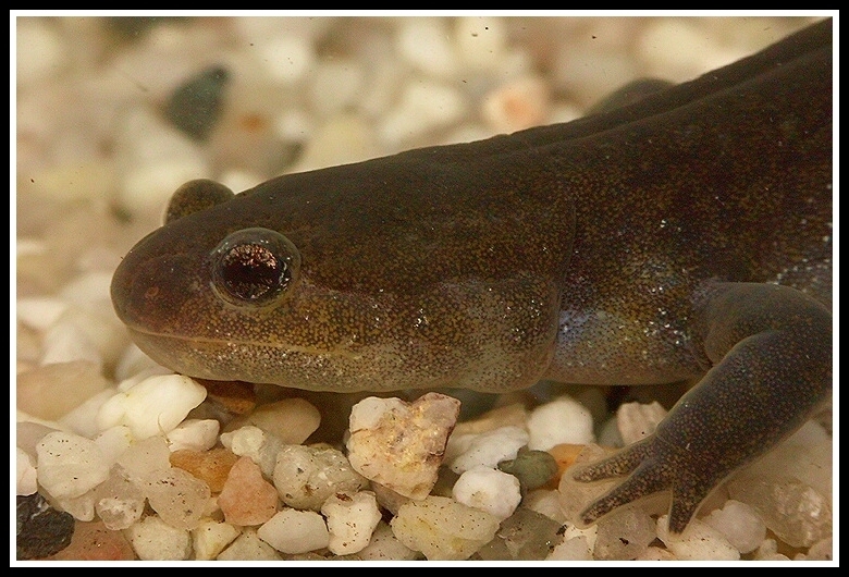 صورة Hynobius nigrescens Stejneger 1907