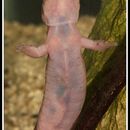 Image of Oki Salamander