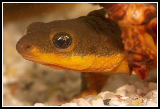 Image of Rough-skinned Newt