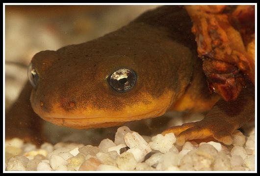 Image of Rough-skinned Newt