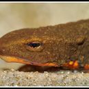 Image of Tam Dao Salamander