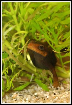 Image of Crocodile Newt