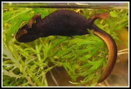 Image of Crocodile Newt