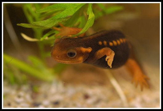 Image of Crocodile Newt