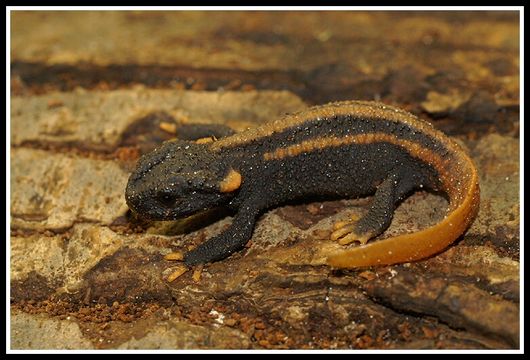 Image of Kweichow crocodile newt