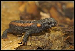 Image of Kweichow crocodile newt