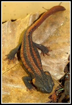 Image of Kweichow crocodile newt