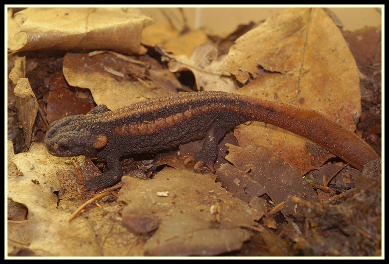 Image of Kweichow crocodile newt