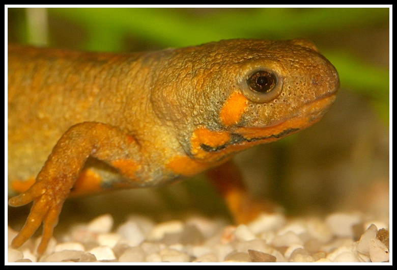 Image of Chuxiong Fire-Bellied Newt